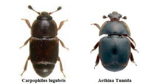 Differenza tra carpophilus lugubris e aethina tumida