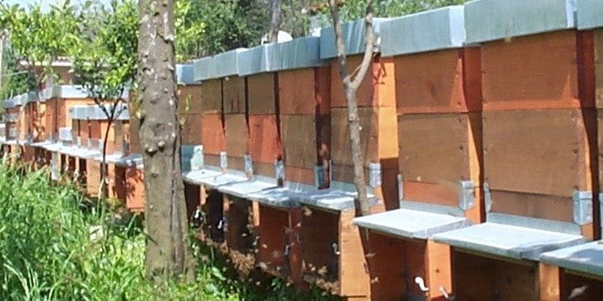 Come riconoscere le famiglie più produttive collocate in apiari diversi