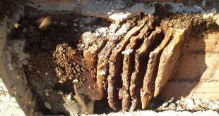 Favi costruiti dallo sciame nel muro