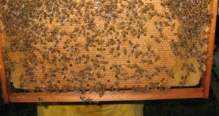 Blocco di covata per principianti