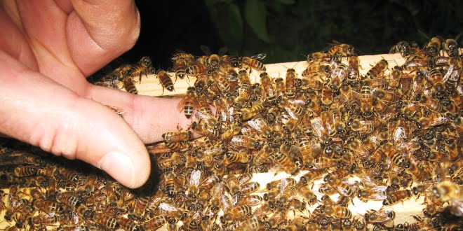 L'intelligenza artificiale al servizio delle api