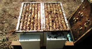 Porta sciami affiancati