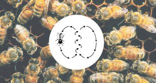 Danza delle api detta anche danza circolare