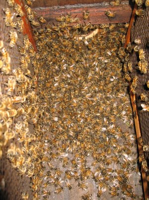 L'anestetico in apicoltura