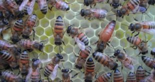 La genetica dell'ape regina