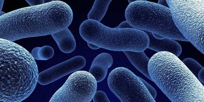 Batteri delle api visti al microscopio