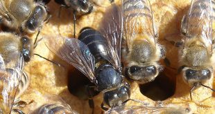 I fattori climatici delle malattie delle api