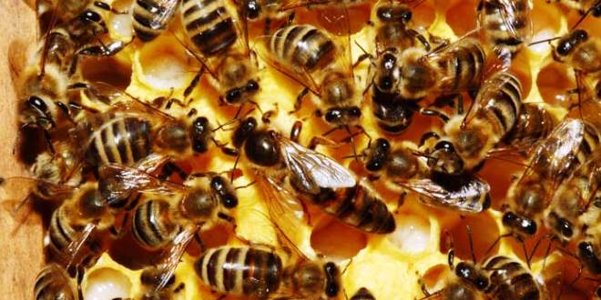 Ape regina che cammina su un favo