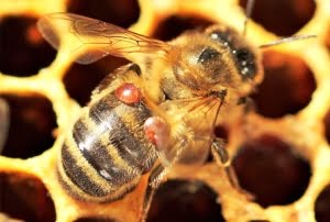 Il microbioma ingegnerizzato che protegge le api