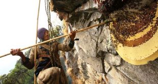 Cacciatore di miele nepalese