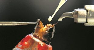 Inseminazione strumentale di una regina