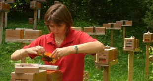 Susan Cobey: Come progettare un programma di selezione delle regine