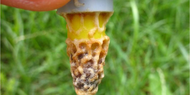 Cella reale colpita dal virus BQCV