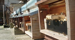 Alveari con l'entrata antisaccheggio