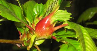 Particolare di una galla di cinipide del castagno