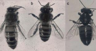 Differenza tra ape affetta da virus della paralisi cronica (CBPV) e ape sana