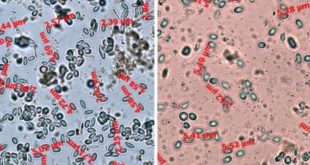 Nosema sui materiali
