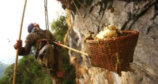 Il prelievo dei favi