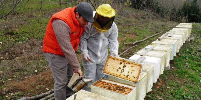 Le microplastiche contaminano anche le api.