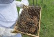 Settembre è il mese decisivo per preparare le colonie all’inverno