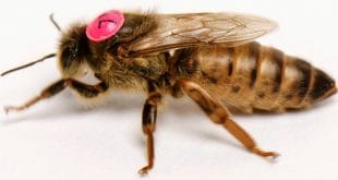 La marcatura della regina: tecniche, vantaggi e buone pratiche