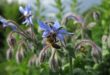 Valutazione della tossicità di Lambda-Cyhalothrin e Spinetoram sulle larve di Apis mellifera