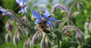 Valutazione della tossicità di Lambda-Cyhalothrin e Spinetoram sulle larve di Apis mellifera