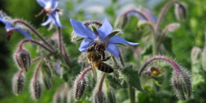 Valutazione della tossicità di Lambda-Cyhalothrin e Spinetoram sulle larve di Apis mellifera