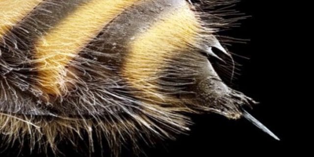 Esperienze di raccolta del veleno d’api - Apicoltore Moderno