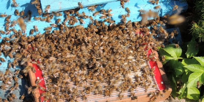 Il veleno d’api è molto più ricco e proteico