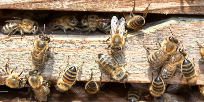 l'ape, un infallibile becchino