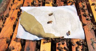 La sopravvivenza invernale delle api