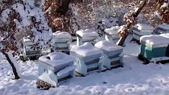 invernamento delle api