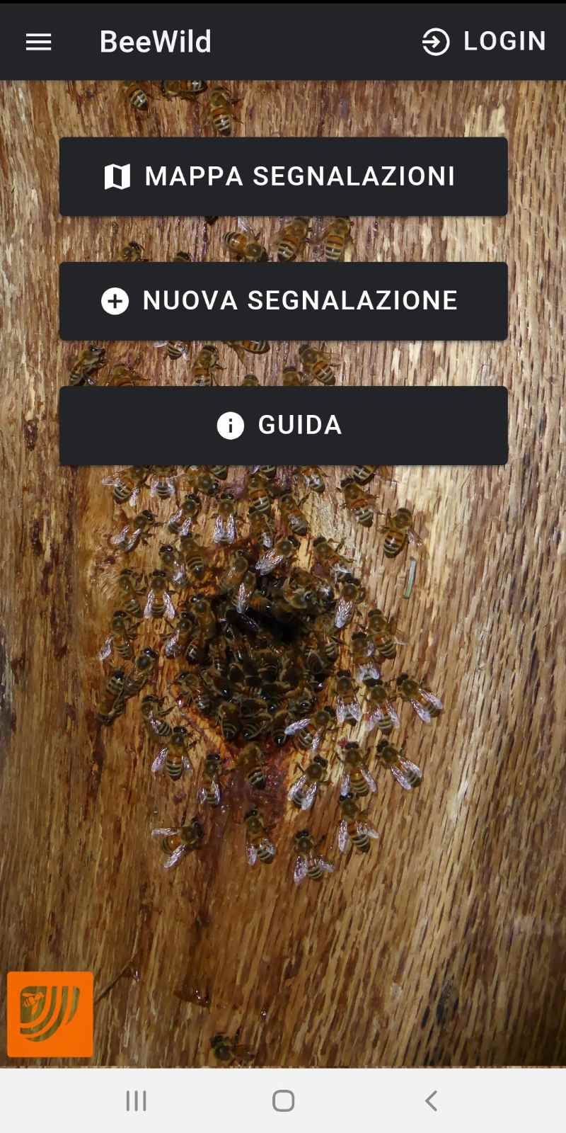 Api da miele selvatiche, arriva la app per il loro censimento