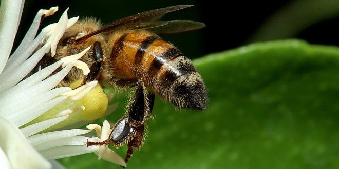 Le api e l'ambiente: un equilibrio da monitorare