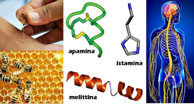 Apiterapia: quali evidenze scientifiche ci sono che possa aiutare contro il dolore?