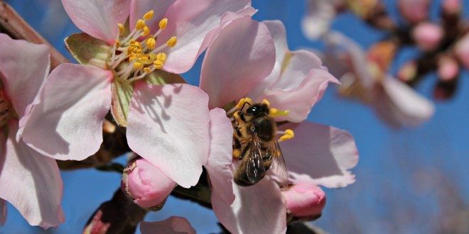 L’impollinazione dei mandorli e la strage delle api