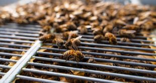 La griglia escludiregina: conviene usarla o no?usarla o no?