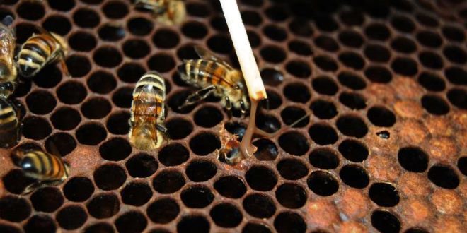 La trasmissione delle malattie infettive delle api