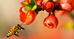 I conti economici dell'apicoltore hobbista