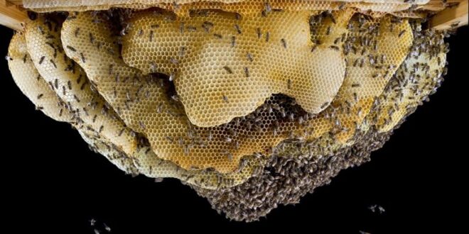 C'era una volta lo zucchero denaturato