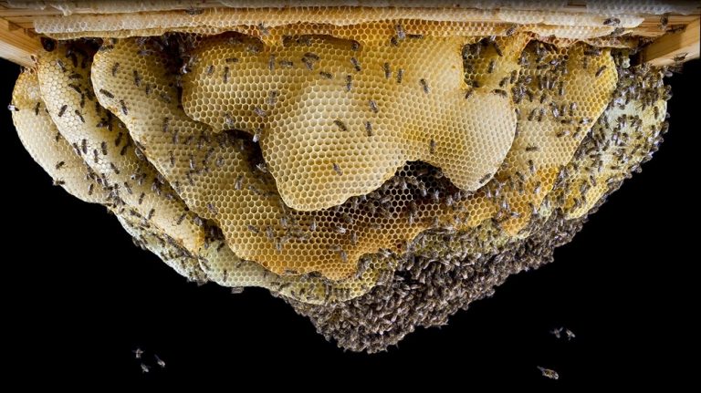 I prodotti delle api come nuova frontiera degli antibiotici