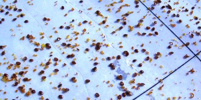 L’errore umano nel conteggio della Varroa è alto e variabile, dipende dalla luce, dalla vista e stanchezza dell’apicoltore e dalla quantità di Varroa da contare.