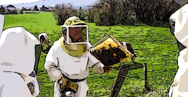 Apicoltura e biodiversità, master all’Università di Teramo