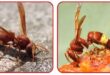 Problemi delle api: clima, varroa e Vespa orientalis