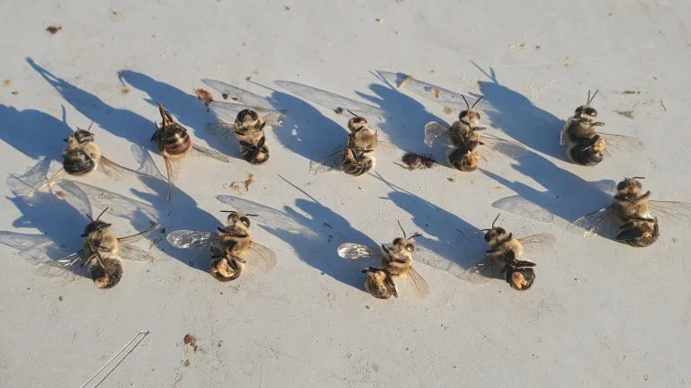 Il caldo estremo fa eiaculare le api fino alla morte 
