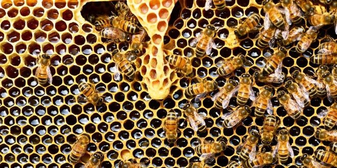 Gli effetti della siccità sull’apicoltura: i rischi e le conseguenze per la api