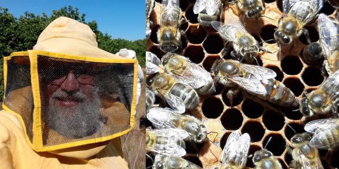 Gabbia per le Api e Trappola Sciami - Tradizione in Apicoltura