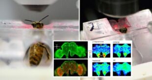 Una proteina fluorescente per capire come funziona il cervello delle api