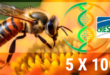 Alla protezione delle api il 5×1000 per la ricerca scientifica ENEA